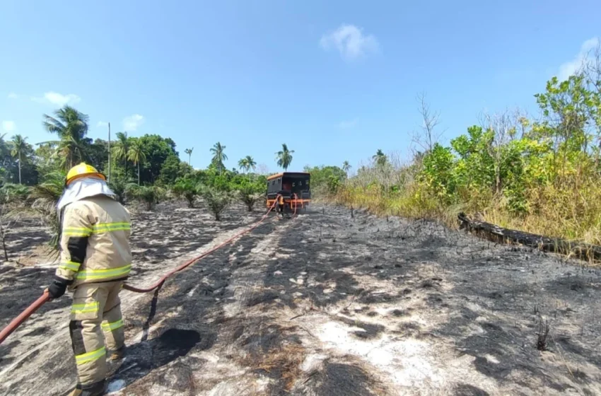  Sejumlah Wilayah di Jawa Dilanda Karhutla, Belasan Hektare Lahan Hangus Terbakar